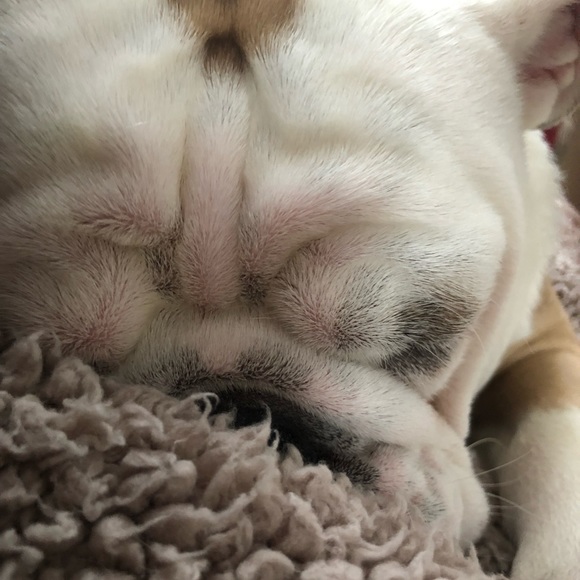 Pet Friendly Home, Meet Pudge 🐶 - Picture 4 of 4